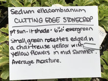 Load image into Gallery viewer, Sedum ellacombianum 'Cutting Edge' (4") | Cutting Edge Stonecrop (4")