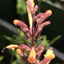 Load image into Gallery viewer, Agastache 'Summer Glow' (1 qt) | Summer Glow Hummingbird Mint (1 qt)