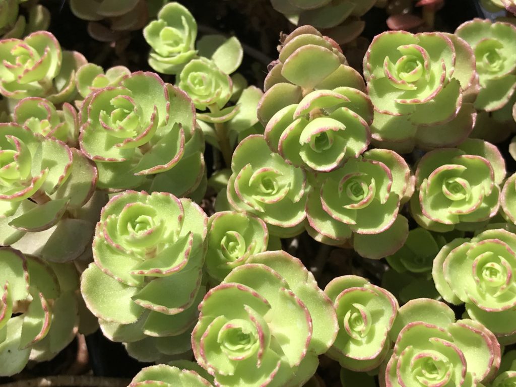 red carpet sedum succulent Sedum spurium 'Red Carpet' (4