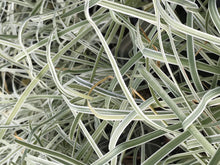 Load image into Gallery viewer, Tulbaghia violacea tricolor (1 qt) | Variegated Society Garlic (1 qt)