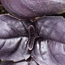 Load image into Gallery viewer, Ocimum basilicum 'Amethyst' (3.5") | Amethyst Basil (3.5")