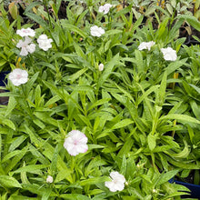 Load image into Gallery viewer, Dianthus &#39;Telstar White&#39; | Telstar White Pinks
