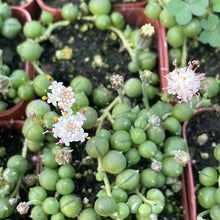 Load image into Gallery viewer, Senecio rowleyanus (4") | String of Pearls (4")