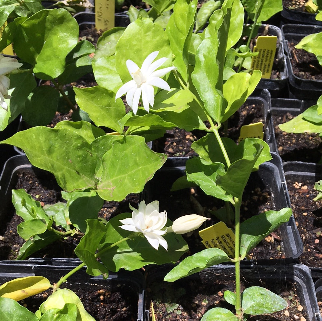 jasmine arabian plant Jasminun sambac (1 qt)