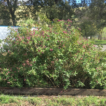 Load image into Gallery viewer, Salvia canariensis (1 qt) | Canary Island Sage(1 qt)