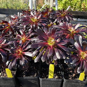 Aeonium arboreum 'Zwartkop' (1 qt)| Large Purple Aeonium (1 qt)