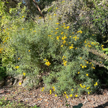 Load image into Gallery viewer, Tagetes lemmonii (1 qt) | Copper Canyon Daisy (1 qt)