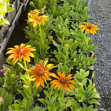Load image into Gallery viewer, Echibeckia 'Summerina Butterscotch Biscuit' (1 qt) | Butterscotch Biscuit Echibeckia (1 qt)
