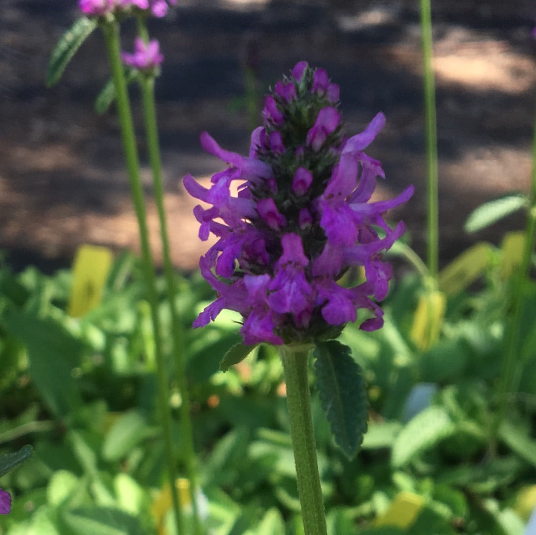Stachys monnieri 'Hummelo'