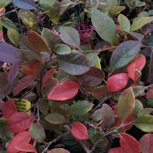 Load image into Gallery viewer, Loropetalum chinense &#39;Ruby&#39; (1 qt) | Ruby Chinese Fringe Flower (1 qt)
