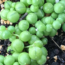 Load image into Gallery viewer, Senecio rowleyanus (4") | String of Pearls (4")