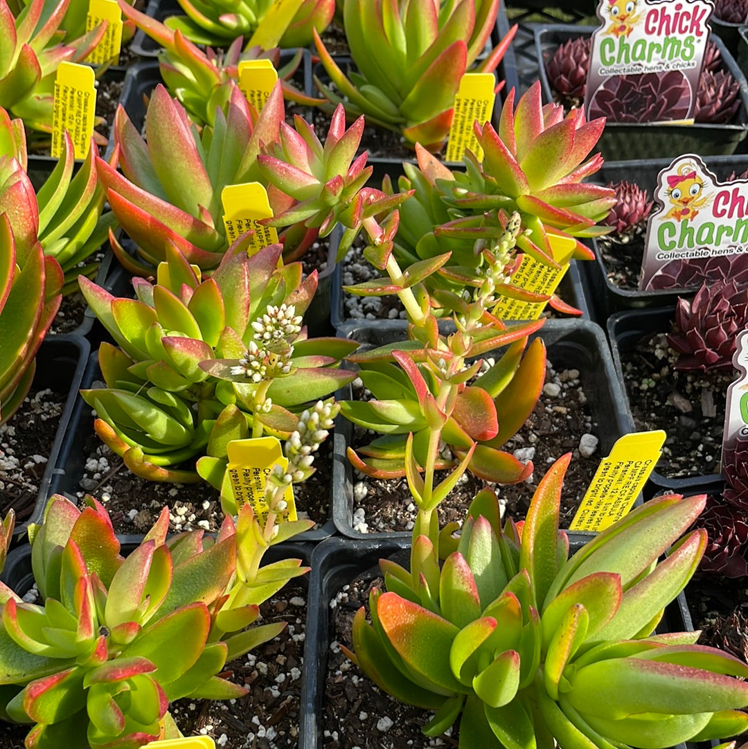 crassula capitella succulent Crassula capitella 'Campfire' (1 qt)