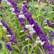Load image into Gallery viewer, Salvia leucantha (1 qt) | Mexican Bush Sage (1 qt)