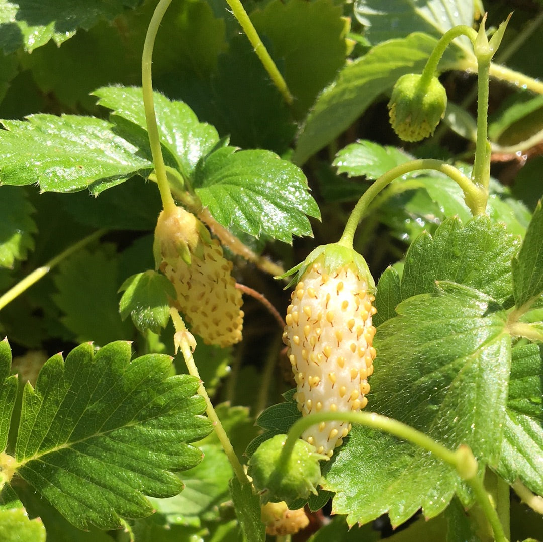 yellow wonder strawberry seeds Fragaria vesca 'Yellow Wonder' (4