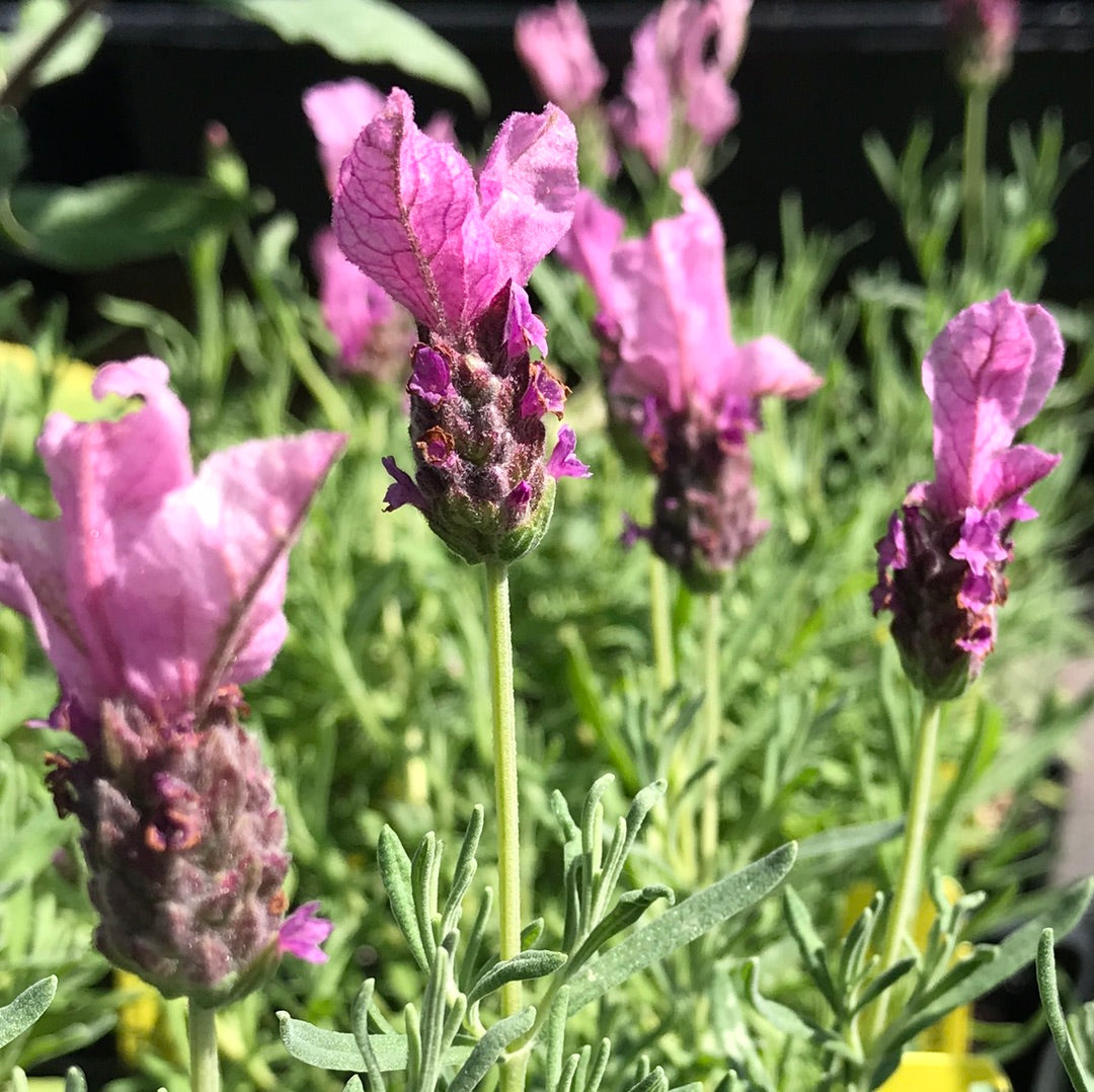 Lavandula Stoechas 'madrid Lavish Pink' 