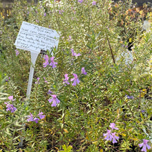 Load image into Gallery viewer, Westringia fruticosa 'Blue Gem' (1 qt) | Blue Gem Coast Rosemary (1 qt)