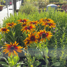 Load image into Gallery viewer, Echibeckia 'Summerina Blazing Fire' (1 qt) | Blazing Fire Echibeckia (1 qt)