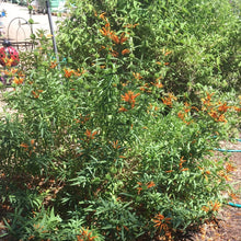 Load image into Gallery viewer, Leonotis leonurus | Lion's Tail