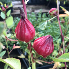 Load image into Gallery viewer, Hibiscus sabdariffa (4") | Roselle (4")