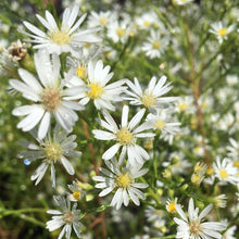 Load image into Gallery viewer, Aster ericoides &#39;Monte Cassino&#39; (1 qt) | Heath Aster (1 qt)
