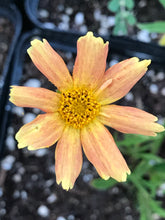 Load image into Gallery viewer, Coreopsis verticillata 'Creme Caramel' (1 qt) | Creme Caramel Tickseed (1 qt)