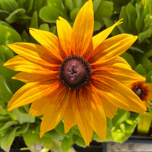 Load image into Gallery viewer, Echibeckia 'Summerina Yellow' (1 qt) | Summerina Yellow Echibeckia (1 qt)