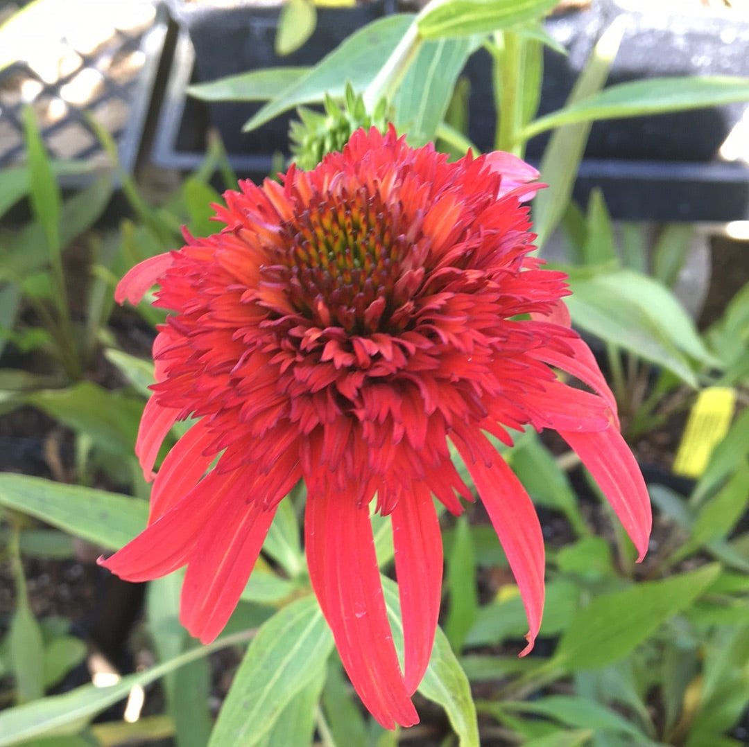 hot papaya echinacea seeds Echinacea 'Hot Papaya' (1 qt)