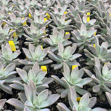 Load image into Gallery viewer, Graptopetalum paraguayense (4") | Ghost Plant (4")