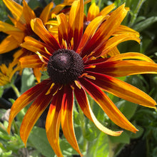 Load image into Gallery viewer, Echibeckia 'Summerina Blazing Fire' (1 qt) | Blazing Fire Echibeckia (1 qt)