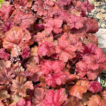 Load image into Gallery viewer, Heuchera 'Fire Alarm' (1 qt) | 'Fire Alarm' Coral Bells (1 qt)