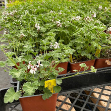 Load image into Gallery viewer, Pelargonium x fragrans 'Nutmeg' (4") | Nutmeg Scented Geranium (4")