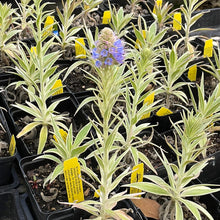 Load image into Gallery viewer, Echium candicans 'Star of Madeira' (1 qt) | Variegated Pride of Madeira (1 qt)