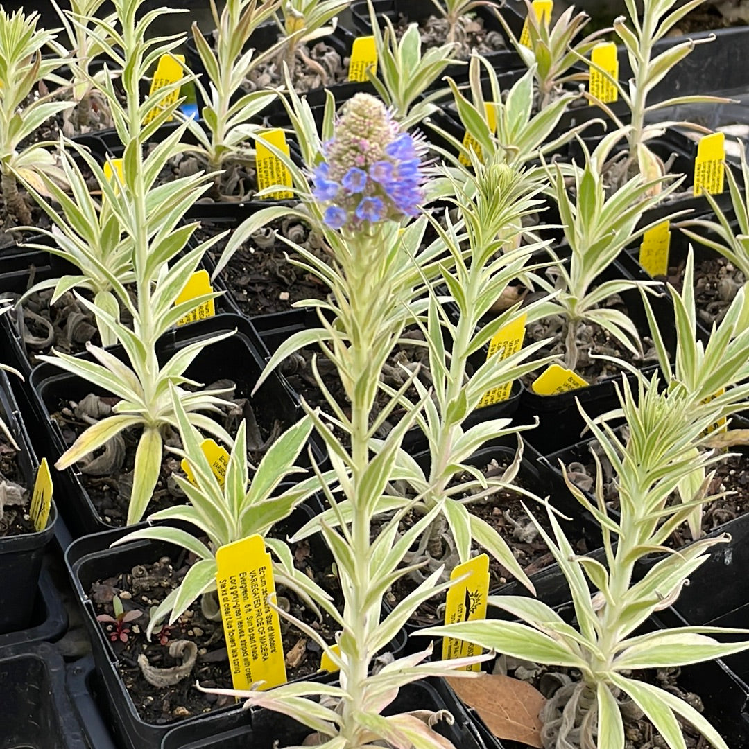 Echium candicans 'Star of Madeira' (1 qt)