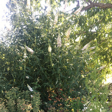 Load image into Gallery viewer, Buddleia davidii 'White Bouquet' (1 qt) | White Bouquet Butterfly Bush (1 qt)