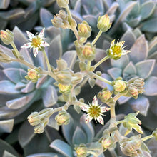 Load image into Gallery viewer, Graptopetalum paraguayense (4") | Ghost Plant (4")