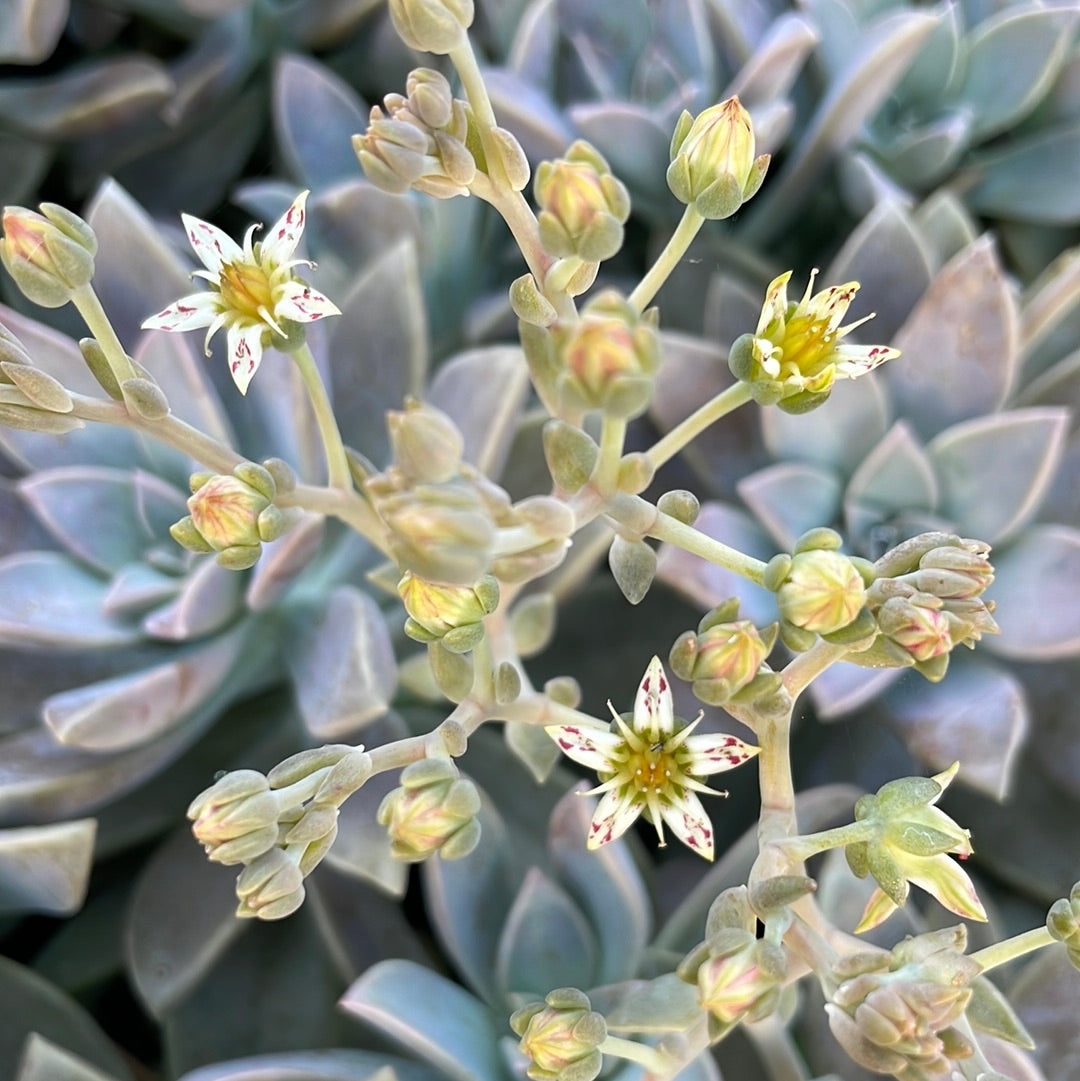 ghost flower succulent Graptopetalum paraguayense (4")