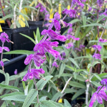 Load image into Gallery viewer, Salvia leucantha 'Santa Barbara' (1 qt) | Santa Barbara Mexican Bush Sage (1 qt)
