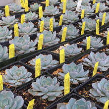 Load image into Gallery viewer, Echeveria subsessilis &#39;Blue&#39;
