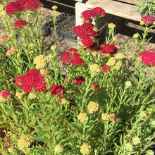 Load image into Gallery viewer, Achillea millefolium 'Pomegranate' (1 qt) | Pomegranate Yarrow (1 qt)