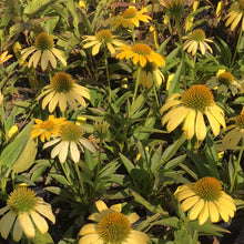 Load image into Gallery viewer, Echinacea x hybrida &#39;Sombrero Lemon Yellow Improved&#39; (1 qt) | Yellow Coneflower (1 qt)
