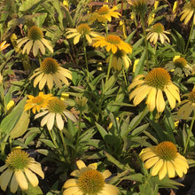 Load image into Gallery viewer, Echinacea x hybrida 'Sombrero Lemon Yellow' (1 qt) | Yellow Coneflower (1 qt)