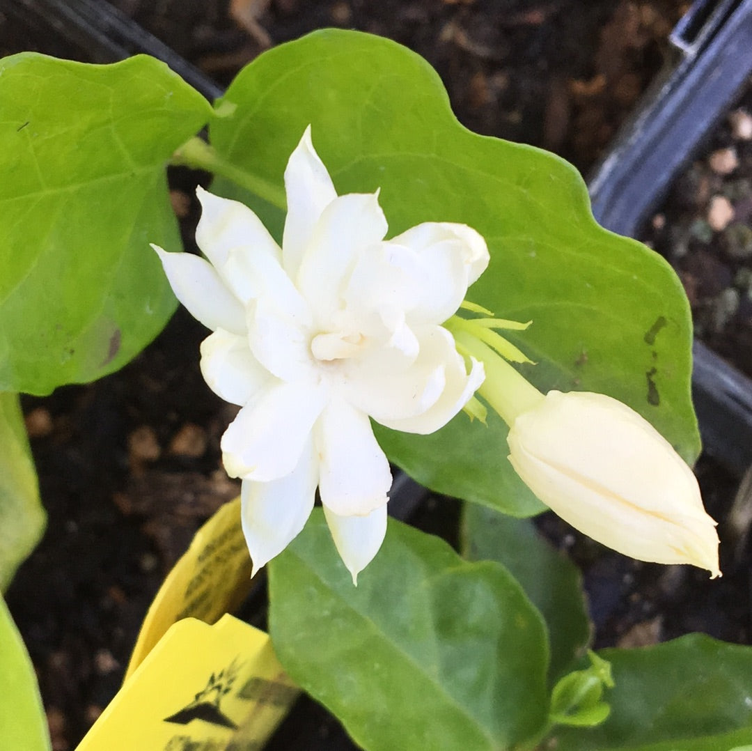 Jasminun sambac (1 qt) | Arabian Jasmine (1 qt) – Morningsun Herb Farm