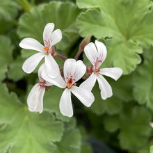 Load image into Gallery viewer, Pelargonium x fragrans 'Nutmeg' (4") | Nutmeg Scented Geranium (4")