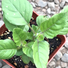 Load image into Gallery viewer, Ocimum sanctum 'Rama' (3.5") | Rama Tulsi Basil (3.5")