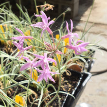 Load image into Gallery viewer, Tulbaghia violacea tricolor (1 qt) | Variegated Society Garlic (1 qt)