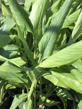 Load image into Gallery viewer, Curcuma Longa (1 qt) | Turmeric (1 qt)