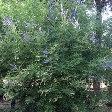 Load image into Gallery viewer, Vitex agnus-castus (4") | Chaste Tree (4")