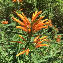 Load image into Gallery viewer, Leonotis leonurus | Lion's Tail