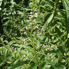 Load image into Gallery viewer, Aloysia triphylla (4") | Lemon Verbena (4")