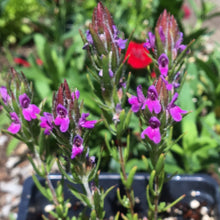 Load image into Gallery viewer, Thymbra spicata (4") | Za'atar (4")